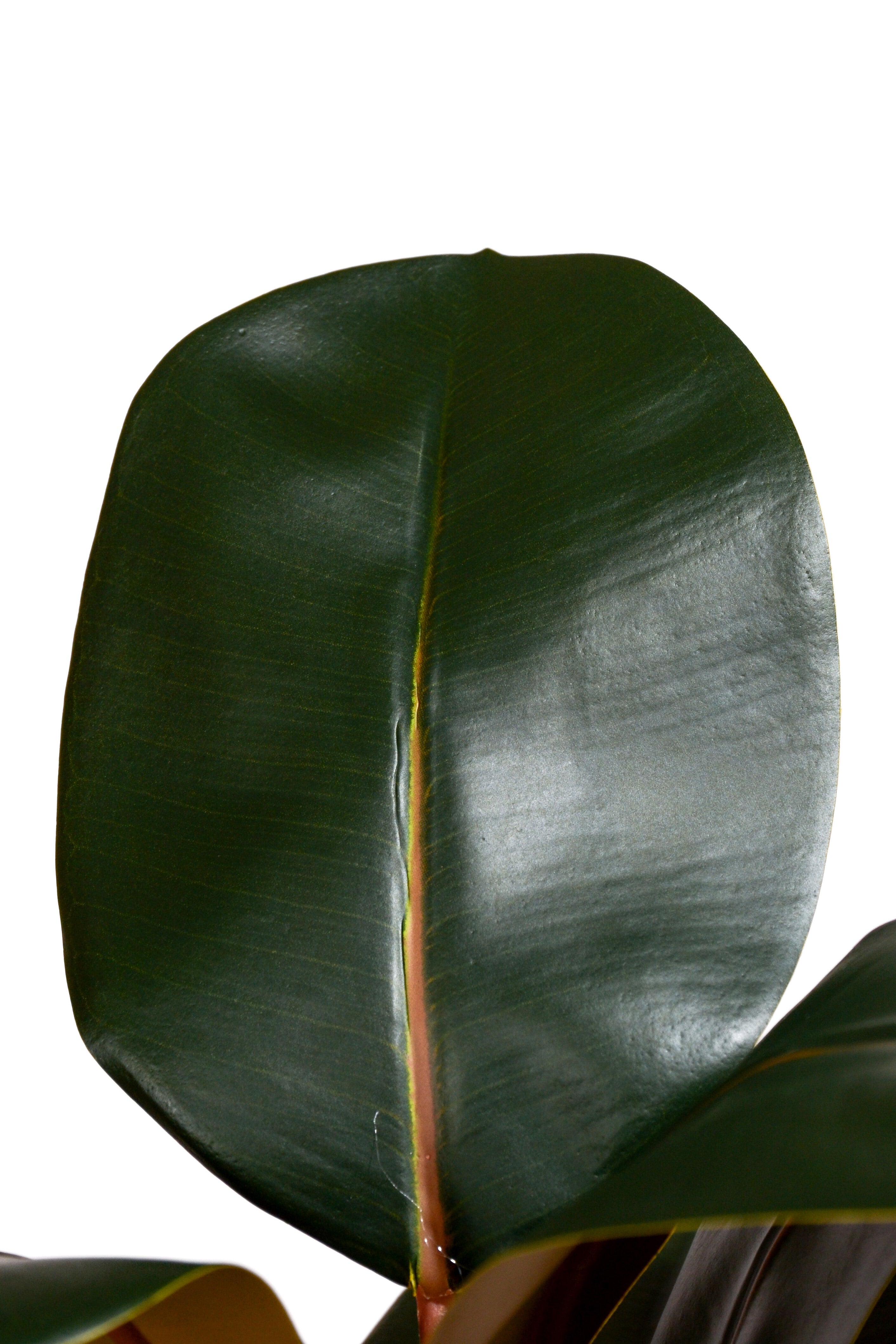 56.3" Artificial Magnolia Leaf Spray Green/Brown