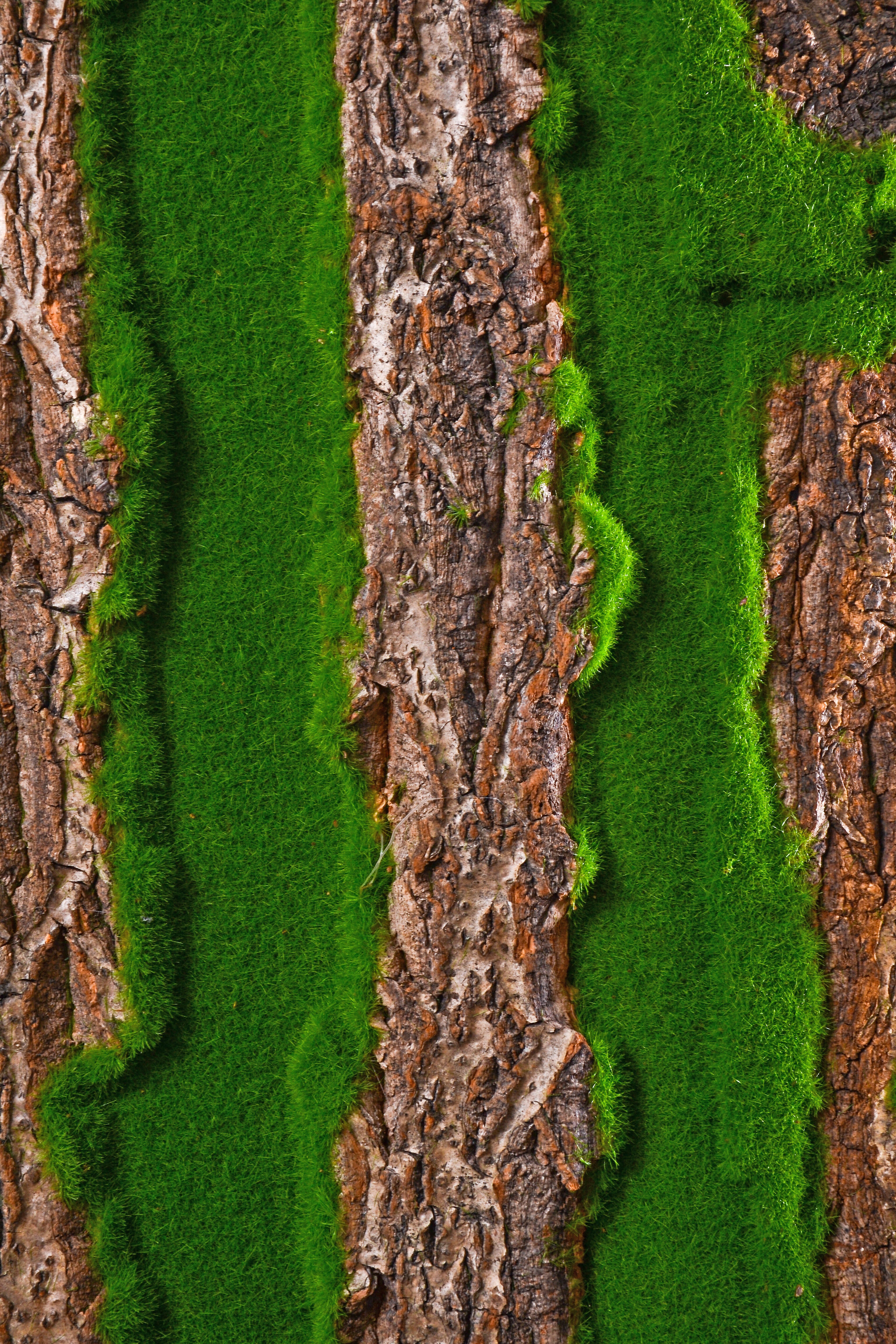 19.3" X 38.6" Bark Sheet W/Moss Green