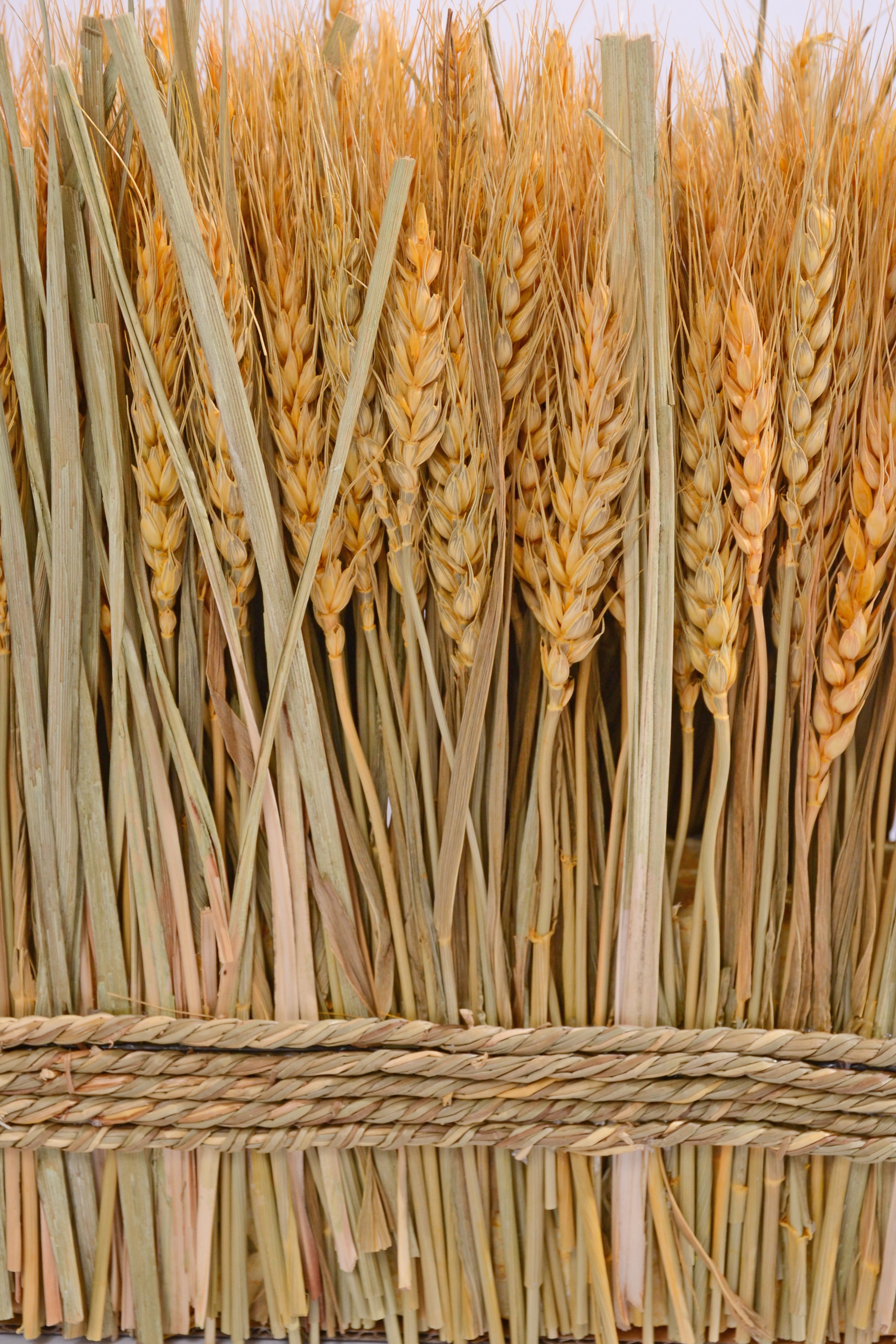 9.8" Pre. Wheat/Grass Stand Twig Natural