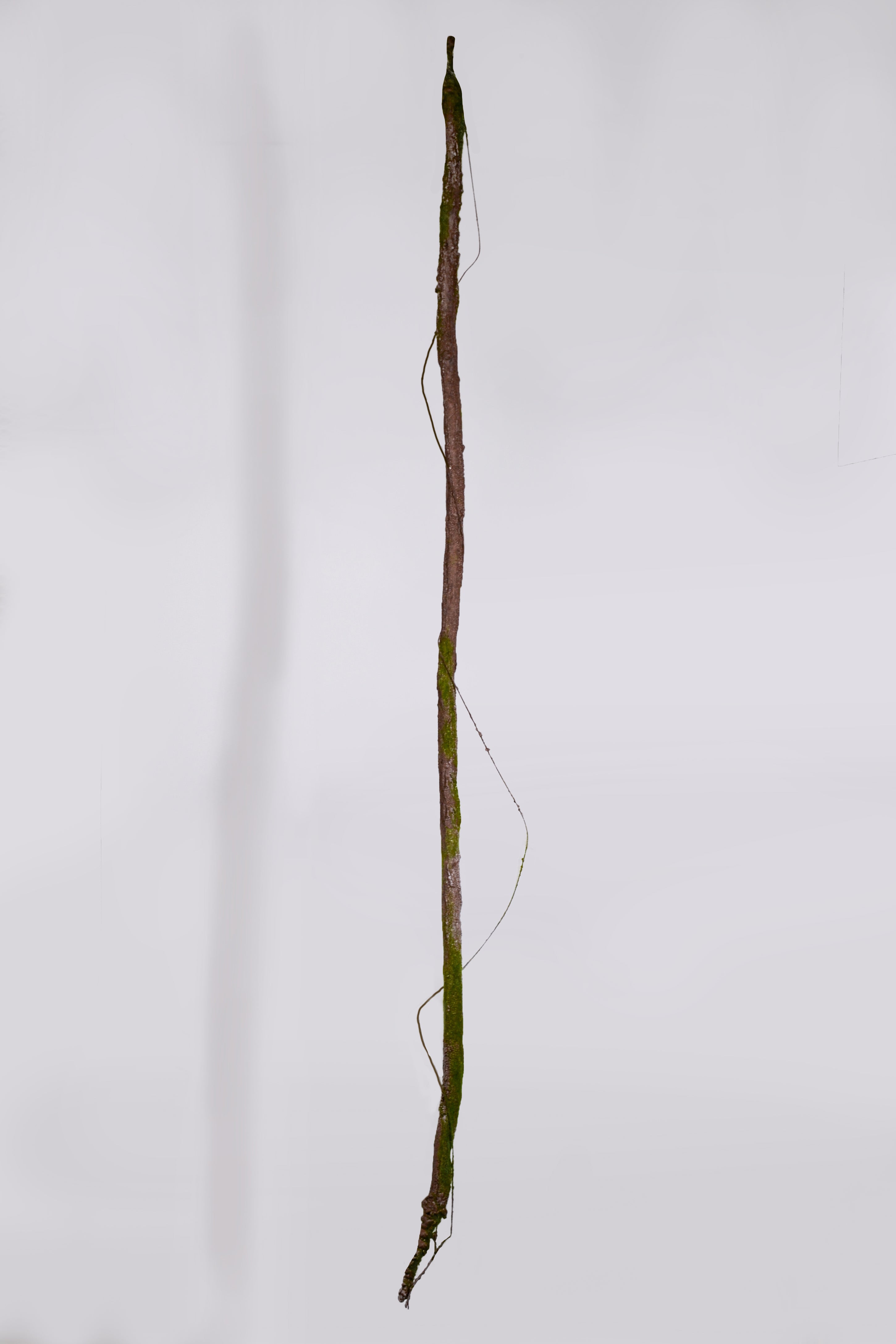 74" Vine Branch W/Moss Green