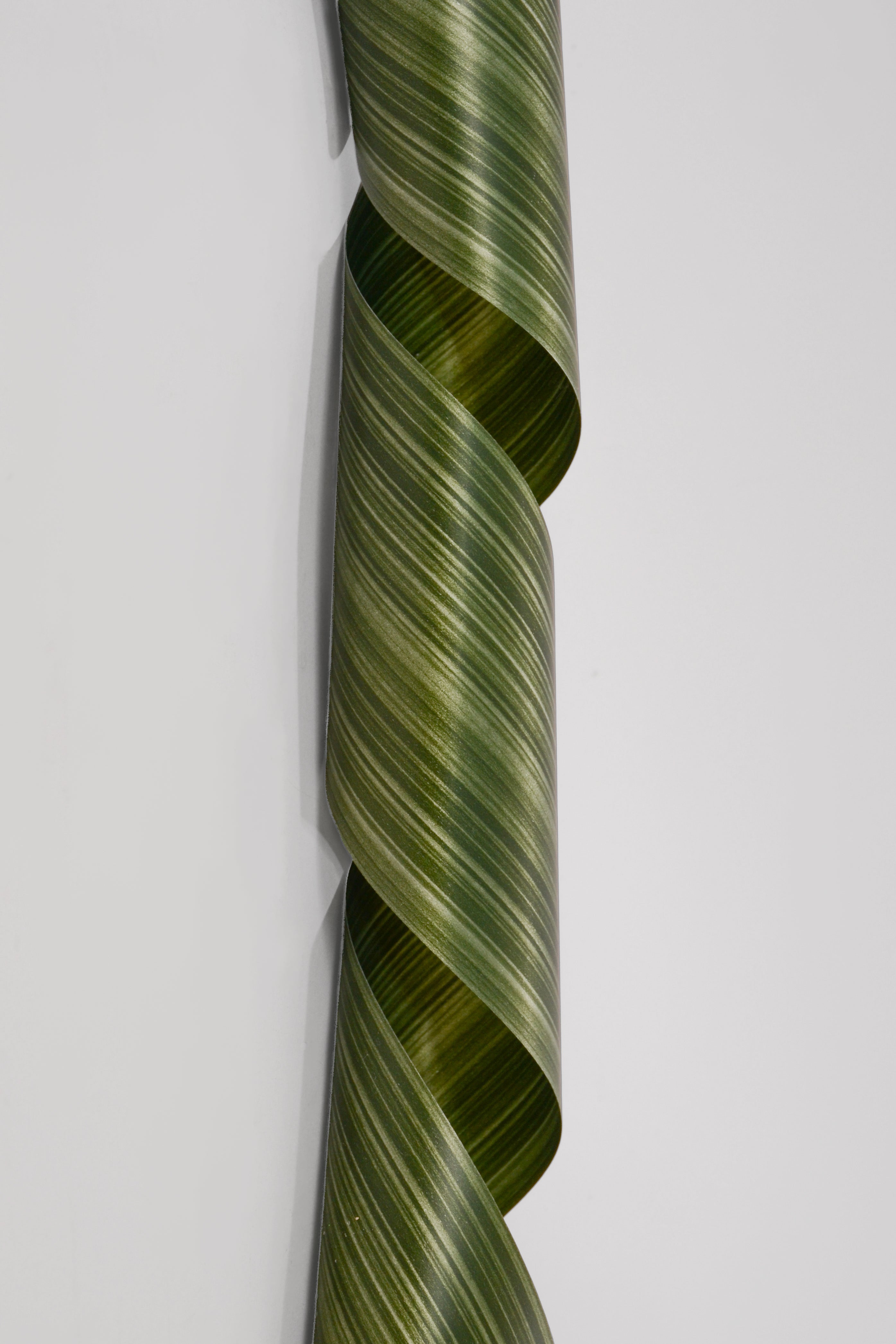 4.25" X 50yds Roll Aspidistra Ribbon Leaf Green