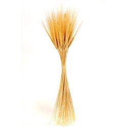 Triticum Wheat 8oz Natural
