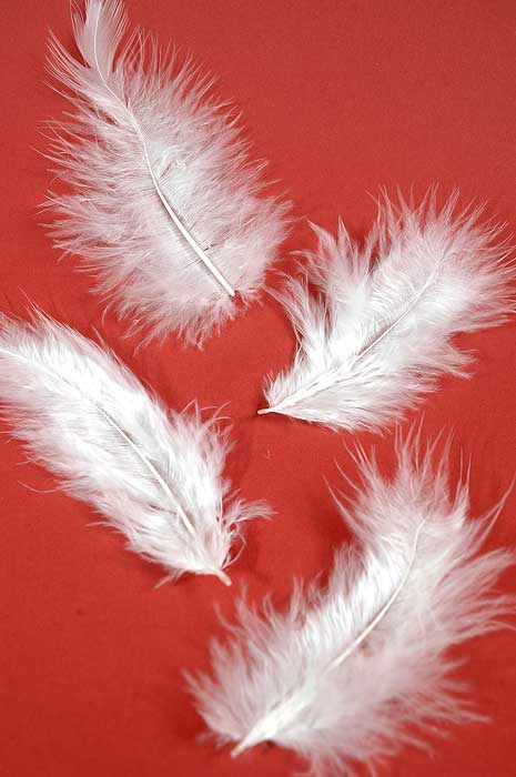 3.5" Ostrich Feathers White Pkg/100