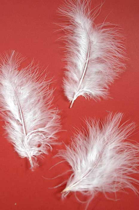 5" - 7" Ostrich Feather White Pkg/50