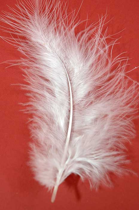 5" - 7" Ostrich Feather White Pkg/50