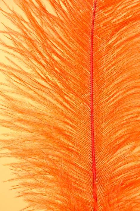 18"-22" Ostrich Feather Orange Pkg/12
