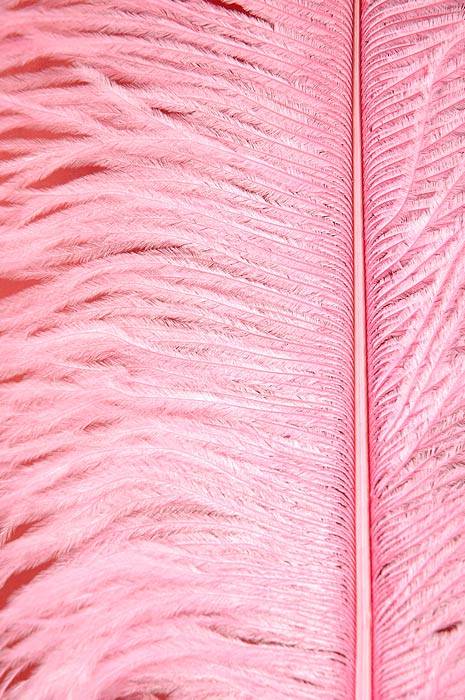 18"-22" Ostrich Feather Light Pink Pkg/12