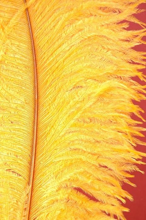 18"-22" Ostrich Feather Gold Pkg/12