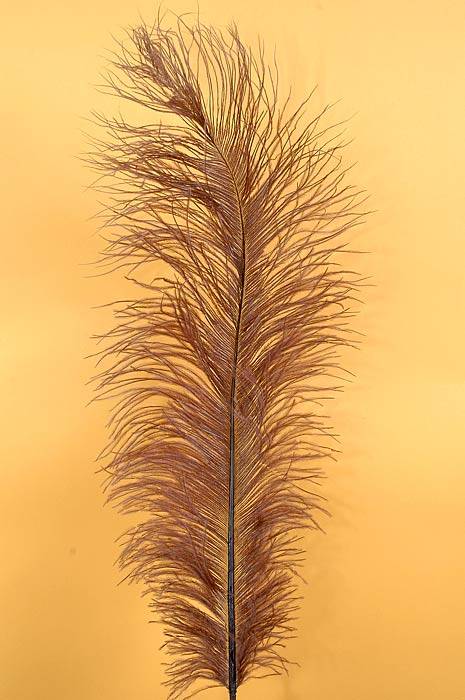 14"-16" Ostrich Feather Brown Pkg/12