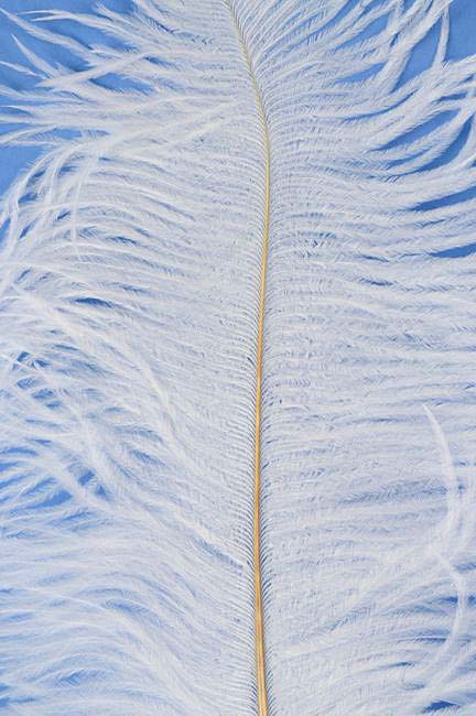14"-16" Ostrich Feather White Pkg/12