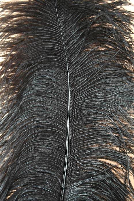 22"-26" Ostrich Plum Black Pkg/6