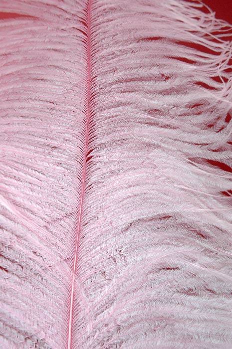 22"-26" Ostrich Plum Pink Pkg/6