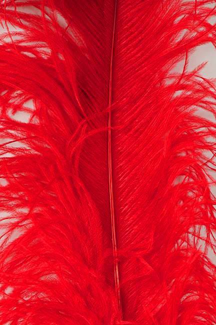 22"-26" Ostrich Plume Red Pkg/6