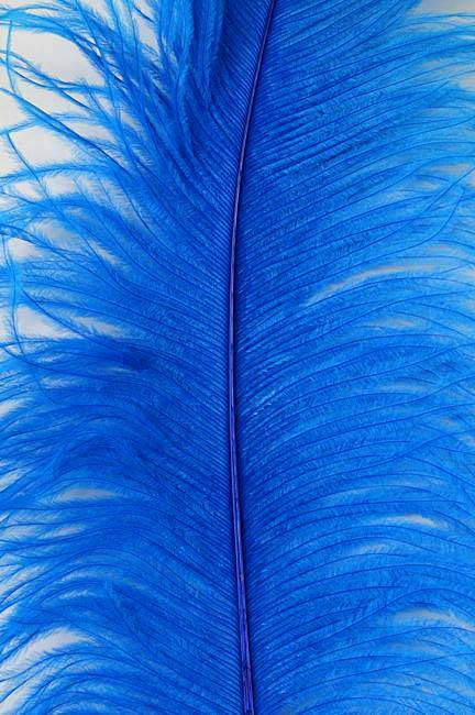 22"-26" Ostrich Plum Turquoise Pkg/6