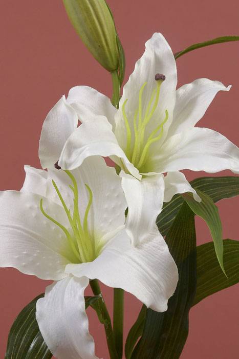 36" Silk Casablanca Lily Cream