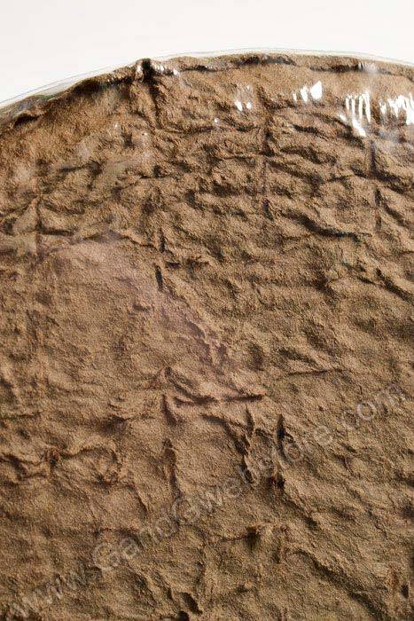 24" Solid Heart Oasis (Each)