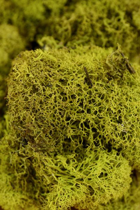 Reindeer Moss Chartreuse