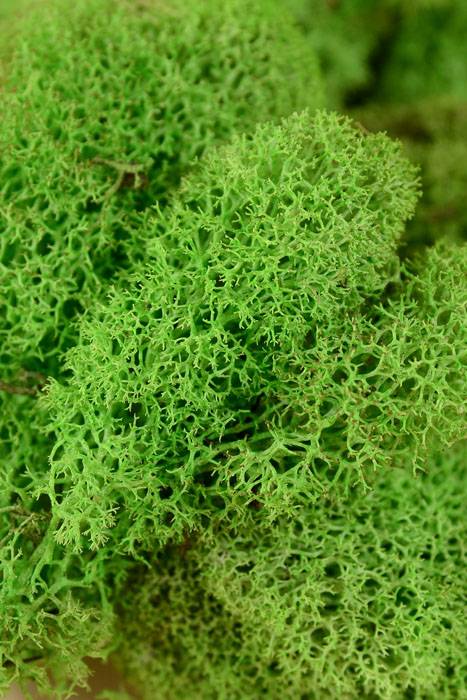 Reindeer Moss Spring Green