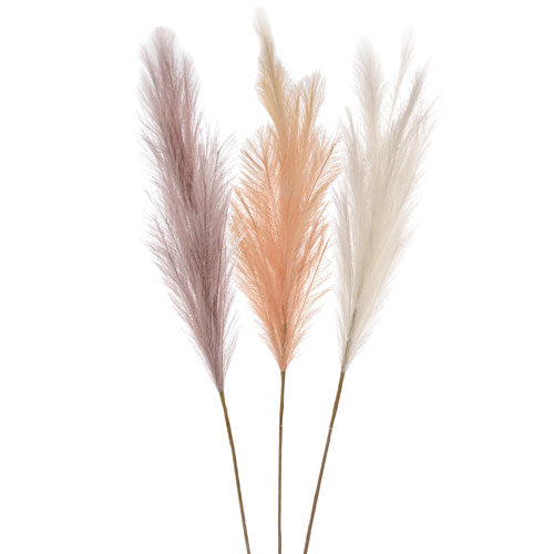 Pampas Grass