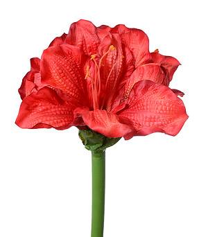 Amaryllis
