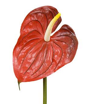 Anthuriums