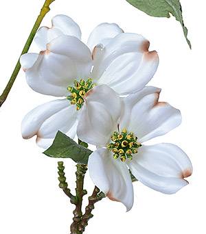 Dogwood