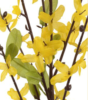 Forsythia