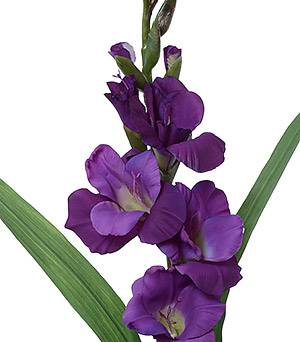 Gladiolus