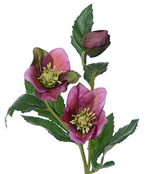 Helleborus