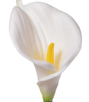 Calla Lilies