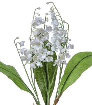 Lily of the Valley