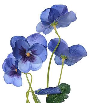 Pansy