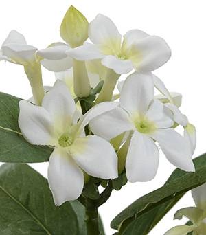 Stephanotis