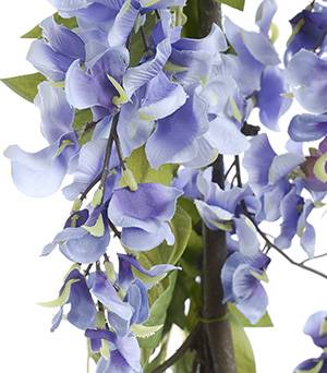 Wisteria