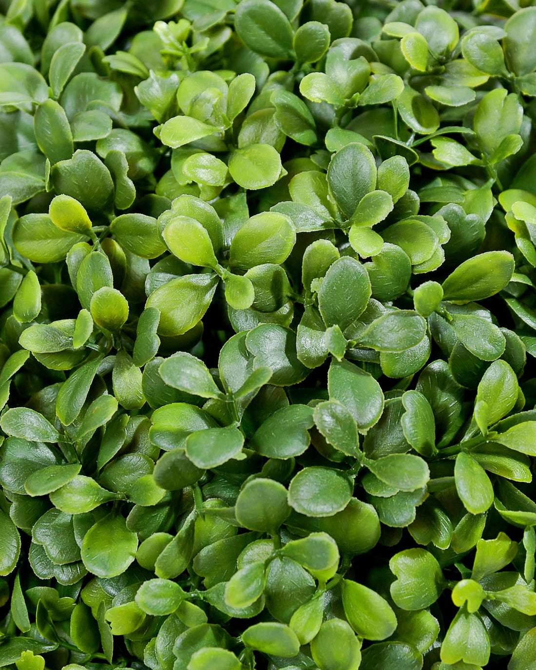 Boxwood