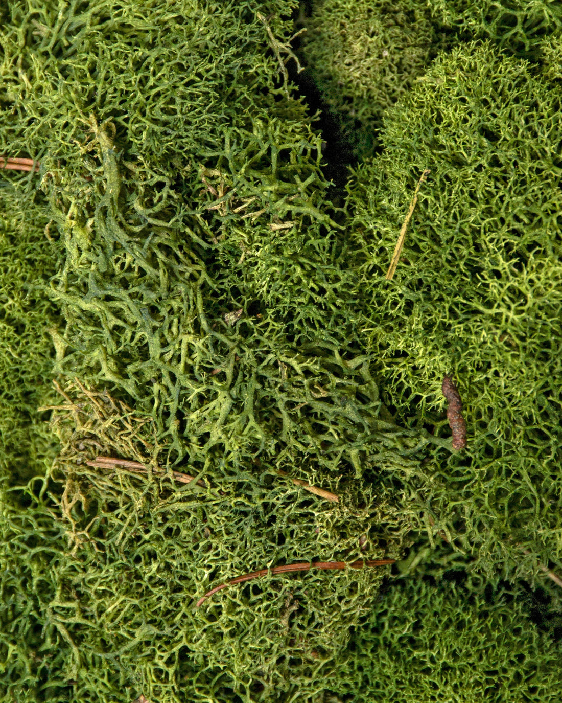 Moss