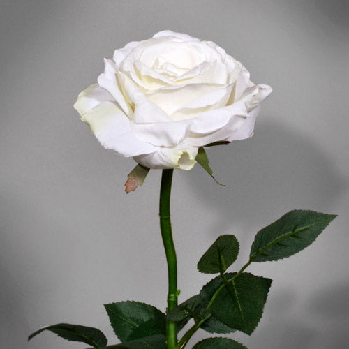 White and Cream Flowers