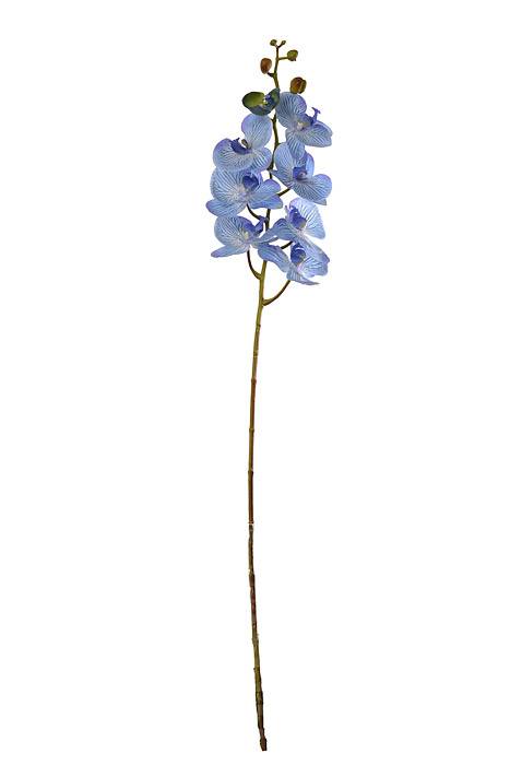 40" Silk Phalaenopsis Spray Blue Orchid
