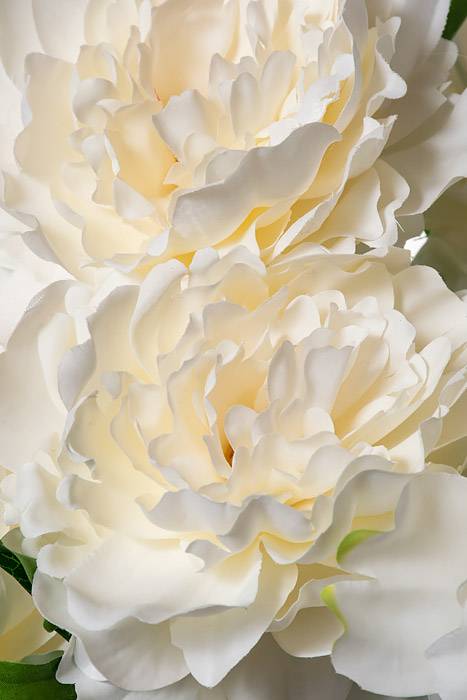 21.5" Peony Bush X7 White
