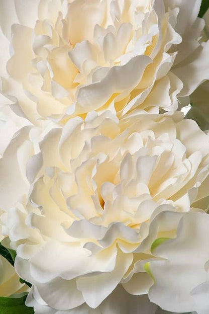 21.5" Peony Bush X7 White