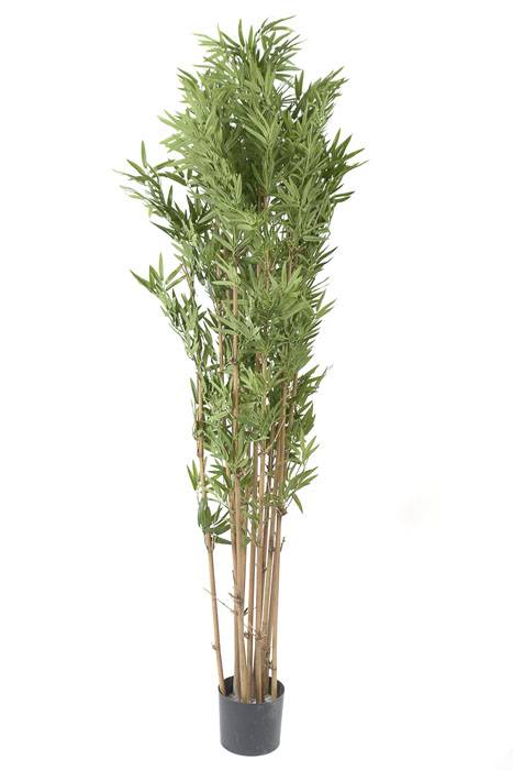 5ft Japanese Bamboo Tree In Pot Green