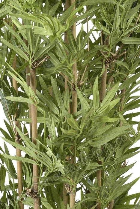 5ft Japanese Bamboo Tree In Pot Green