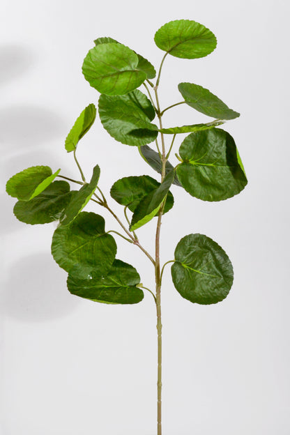 28.5" Hoya Australia Plant Bush Green