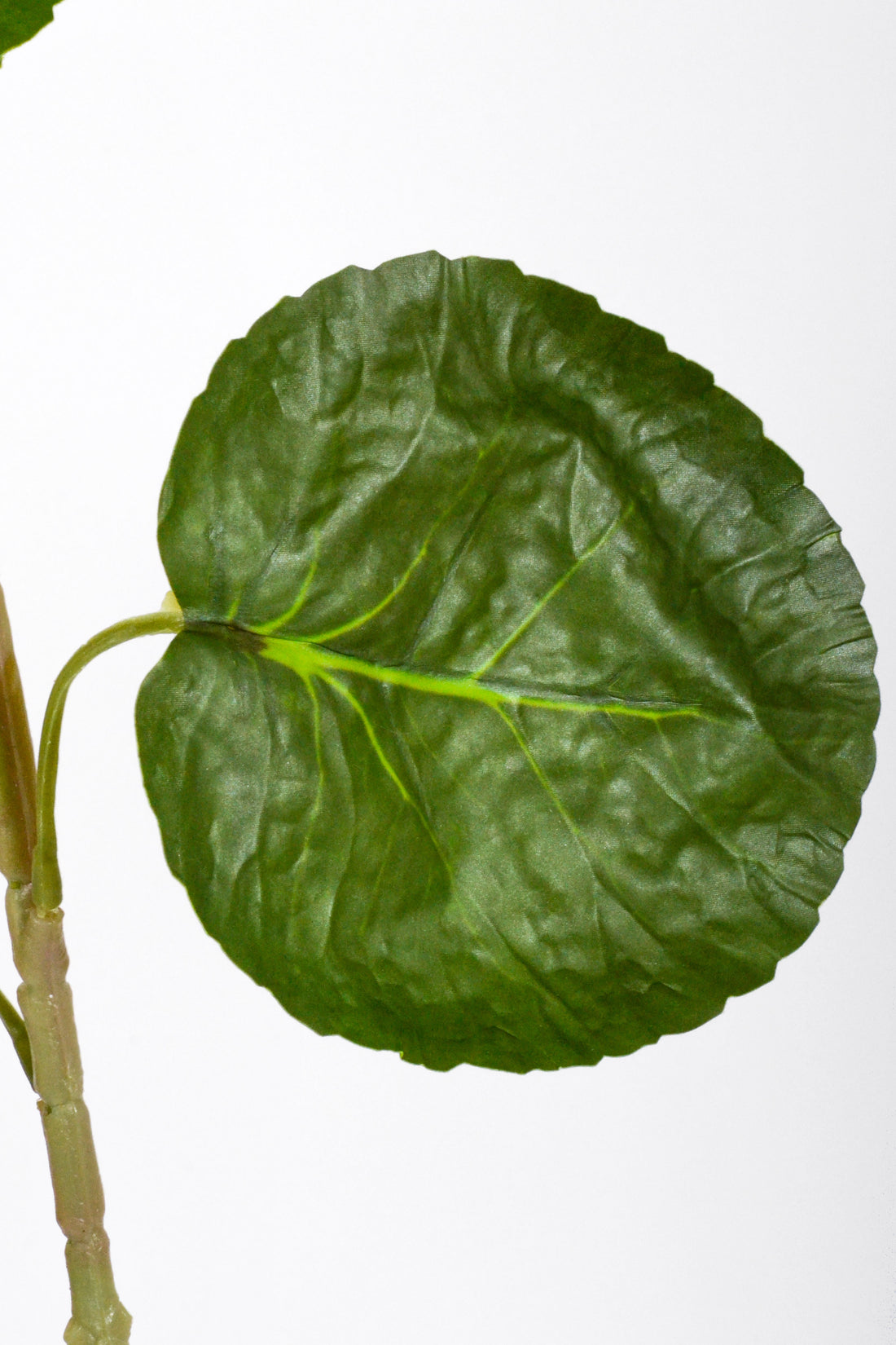 28.5" Hoya Australia Plant Bush Green