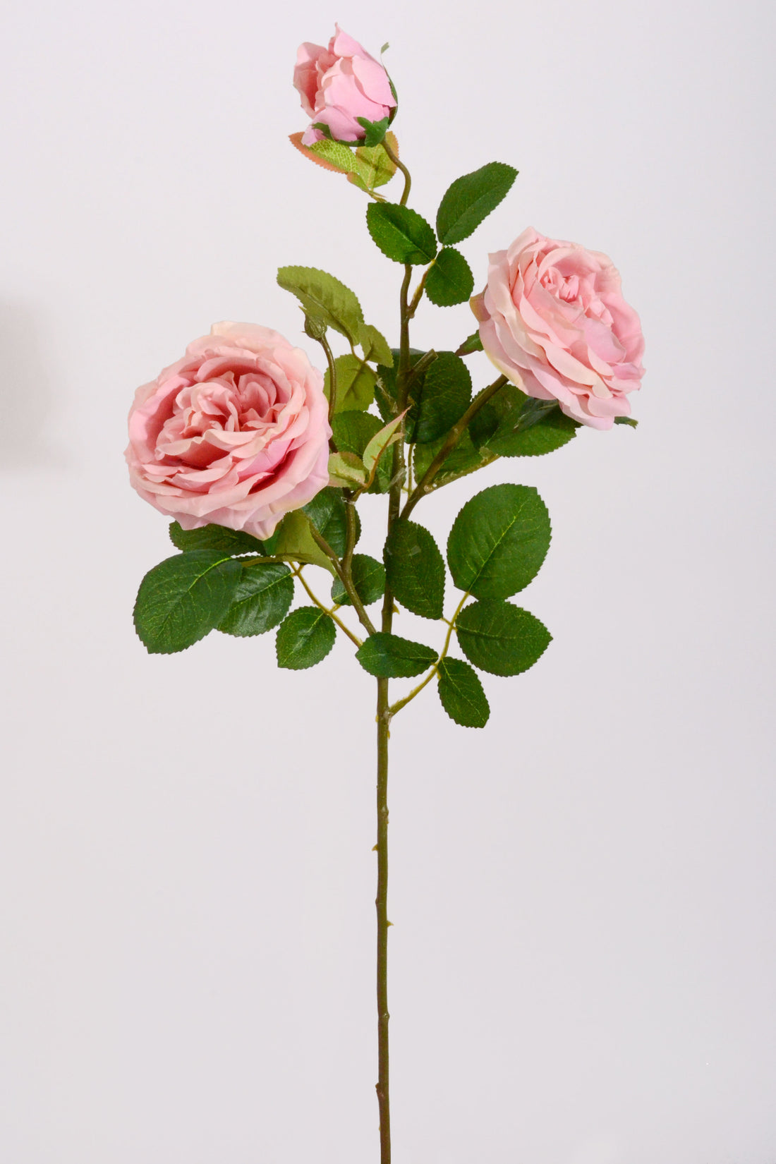 30" Silk Austin Rose Mauve
