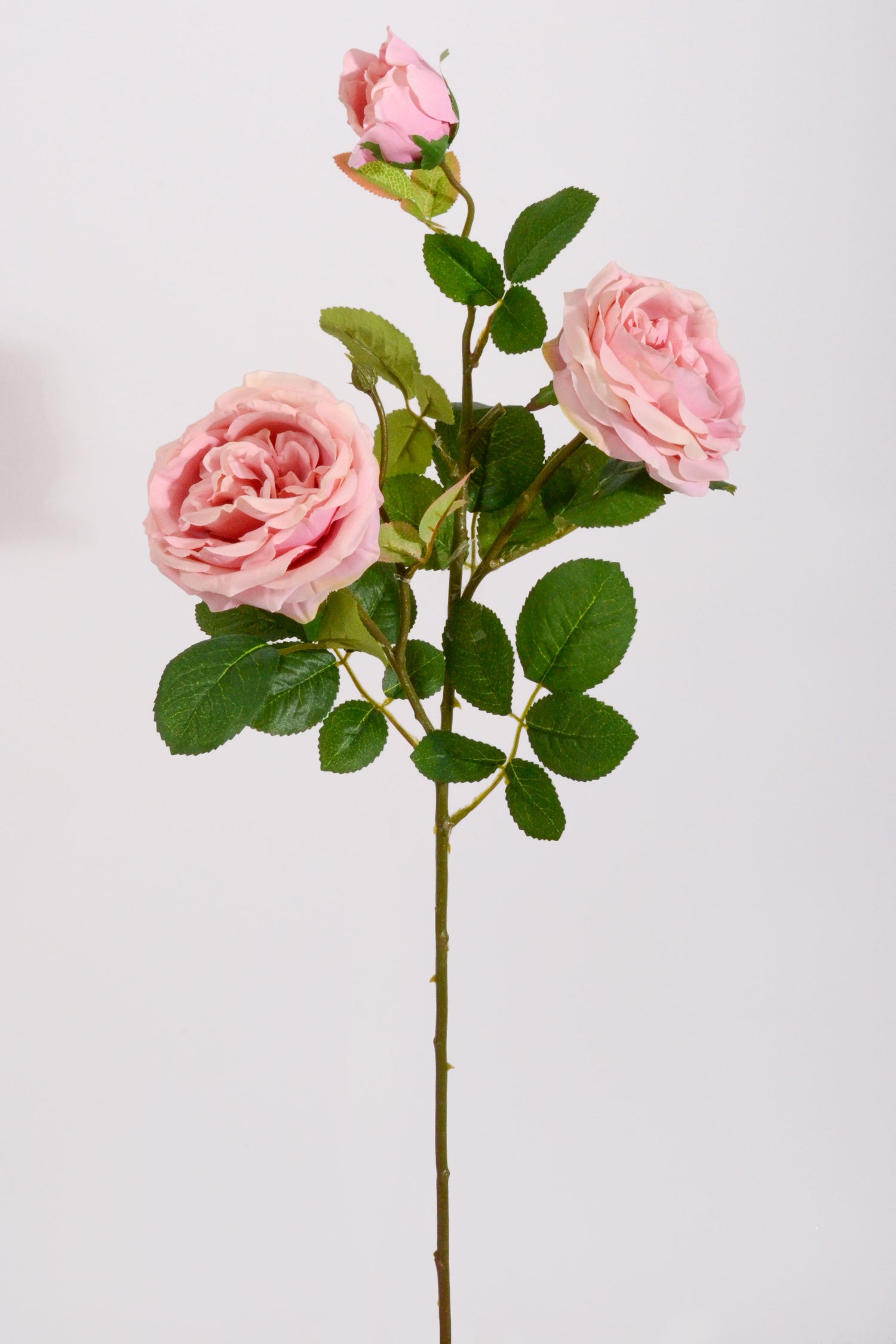 30" Silk Austin Rose Mauve