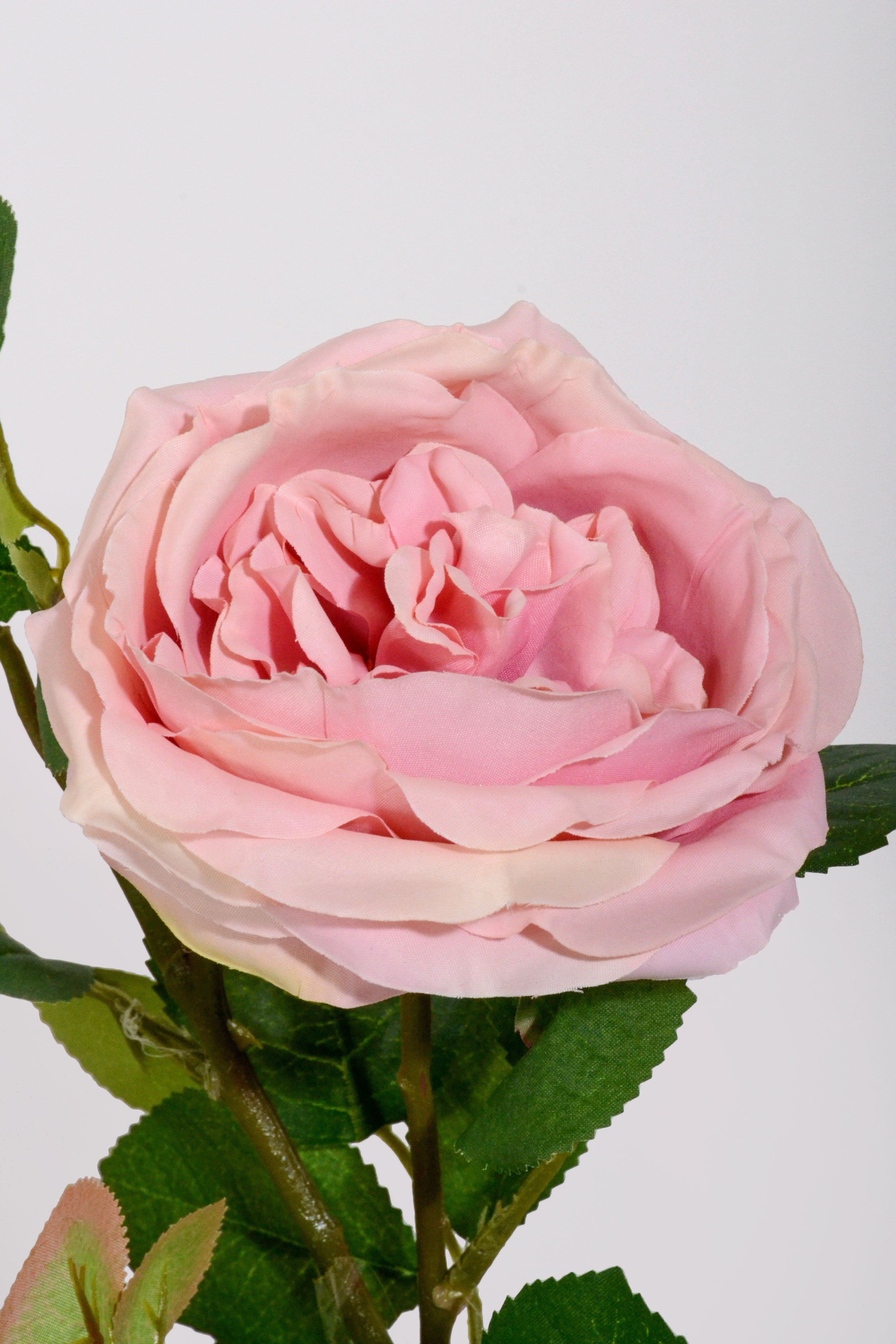 30" Silk Austin Rose Mauve