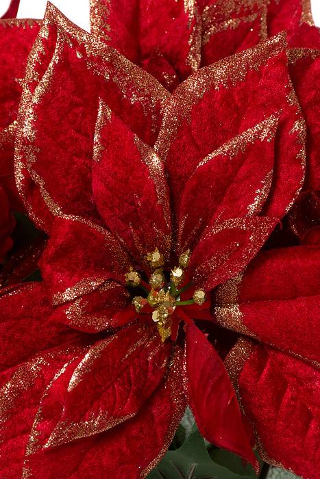 19.5" Metallic Poinsettia Bu.x5 Red / Gold