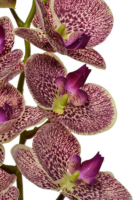 40" Silk Phalaenopsis Spray Green Violet
