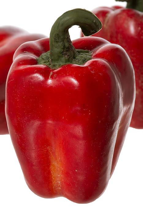 3.5" X 5" Weighted Pepper Red Pkg/6